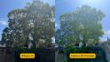 Tecno Camon 20 Premier review - two photos side by side of the same thing but on different phones, left iPhone 13, right is Camon 20 Premier. In this shot is a large tree and a blue sky behind it.
