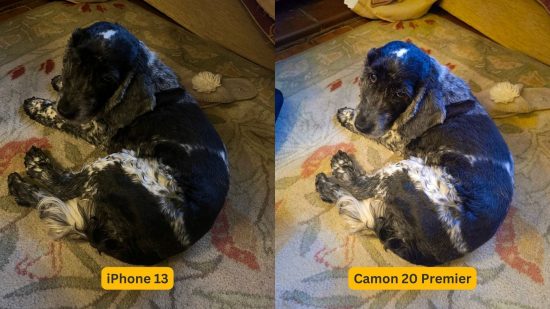 Tecno Camon 20 Premier review - two photos side by side of the same thing but on different phones, left iPhone 13, right is Camon 20 Premier. In this shot is a dog lying on a carpet, it's a black and white spaniel.