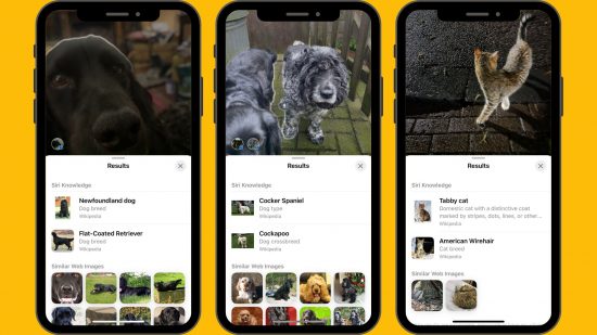 iOS 17 features header showing three iPhones next to each other each with a picture of an animal on it and search results below for what breed it might be.