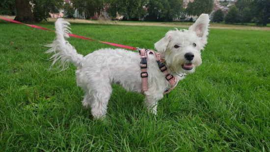 RedMagic 8S Pro review: A white dog appears in the middle of a park