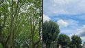 Samsung Galaxy S23 Ultra review photo examples showing two scenes of trees, one in a busy wooded area on the left, one faraway with large clouds in the blue sky on the right.