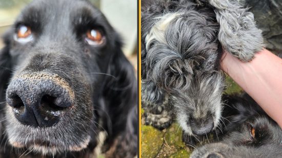 Samsung Galaxy Z Fold5 review camera comparison showing a close up of a black dog's face on the left and a close up of a black and white dogs face on the right.
