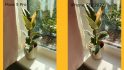 Tecno Pova 5 Pro 5G Free Fire Special Edition review: A comparison graphic showing two photos of a plant, the left taken with the Pova 5 Pro and the right taken with the iPhone SE (2022)