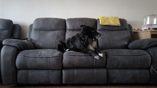 Picture of Floyd chilling on the sofa for Xiaomi 13T Pro review