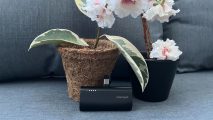 Custom image for Charmast Mini Power Bank review with the device with flowers behind it