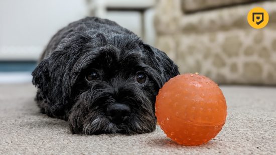 Picture of a lovely dog with an orange ball taken on the Google Pixel 8 Pro for a review of the phone