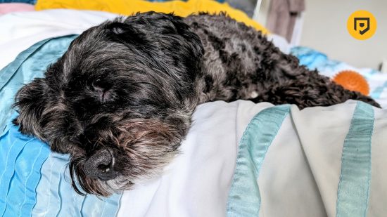 Picture taken of a lovely dog having a snooze using the Google Pixel 8 for a review of the phone