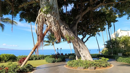 A shot of a large tree on a resort in Hawaii for Tecno Phantom V Flip review