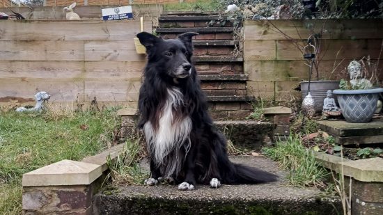 Camera example of Floyd the dog sat in the garden for Tecno Spark 20 Pro+ review