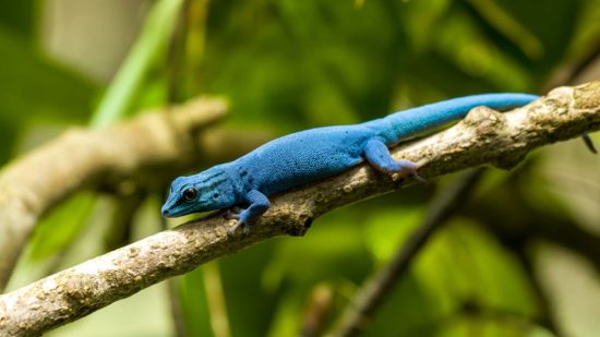 Electric Blue - Gecko Dash feature: a blue gecko on a branch in the forest