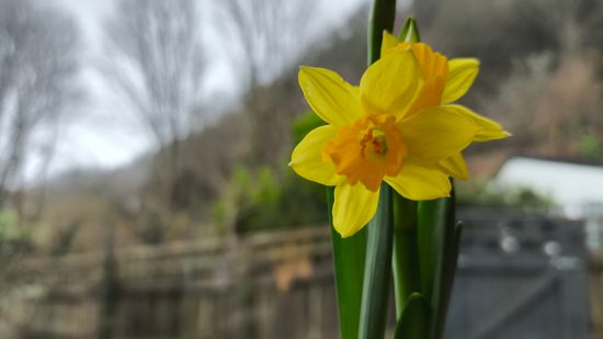 Photo of a daffodil on Poco X6 Pro