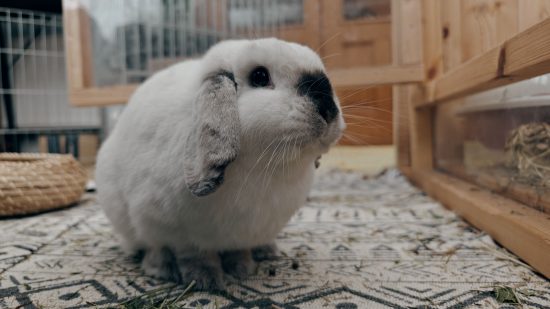 Custom iamge for Oppo Find X7 Ultra review with an example photo of a small white rabbit using the portrait mode