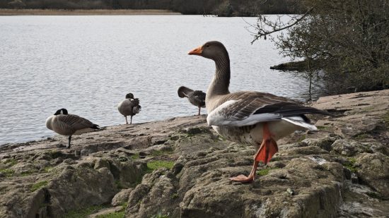 Custom image for Xiaomi 14 review with a picture of some geese by a pond to test the image quality