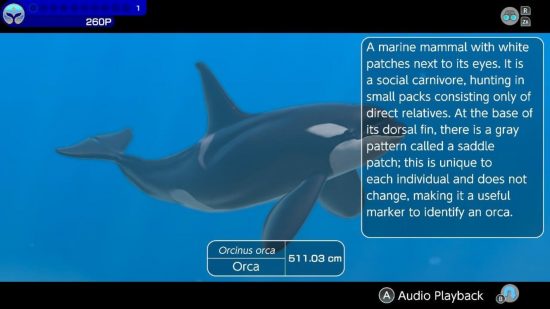 Rezensions-Screenshot von Endless Ocean Luminous, der einen schwimmenden Orca mit einem Informationsfeld daneben zeigt