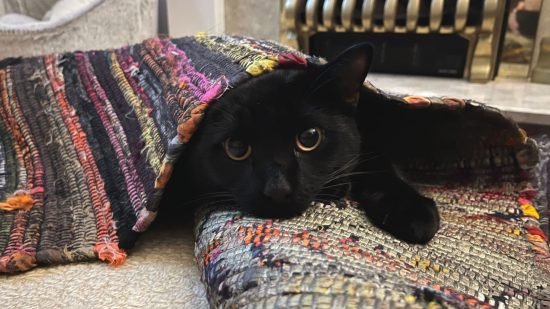 Little Kitt, recensione di Big City - una foto del mio piccolo gattino, Xiao, nascosto sotto un tappeto e sbirciando fuori