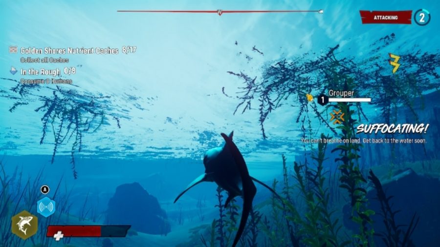 Shark swimming under water