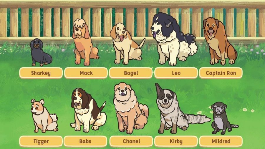 Dog games: a whole load of adorbale senior dogs are pictured, waiting to be picked and rescued by a lovely person like you