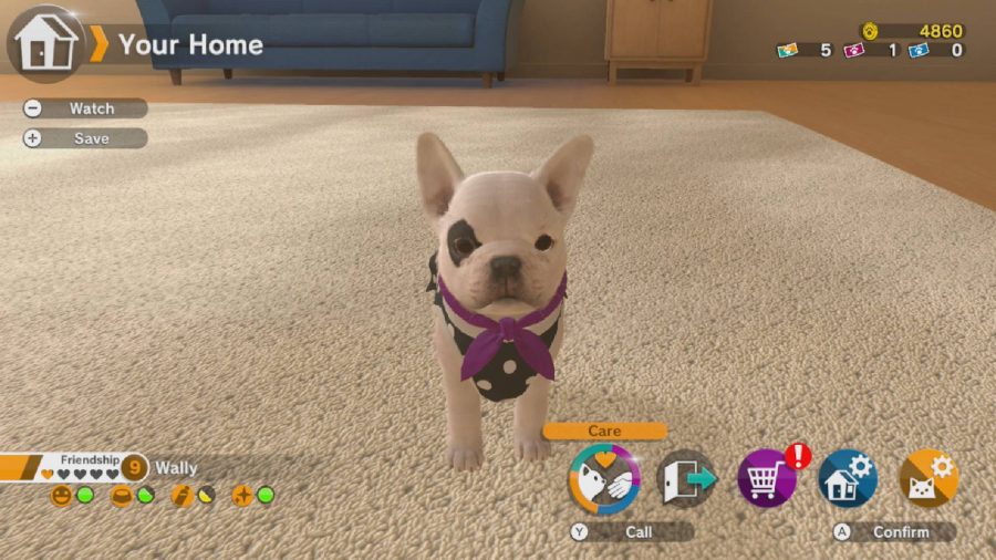 Dog games: a tiny french bulldog sits in a living room, looking adorable 